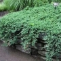 Kadagys horizontalusis (Juniperus horizontalis) 'Wiltonii'